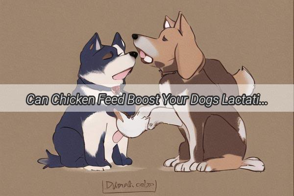 Can Chicken Feed Boost Your Dogs Lactation Discover the Surprising Truth